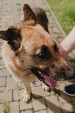 Sahibi taş geçitte Alman çoban vuruş