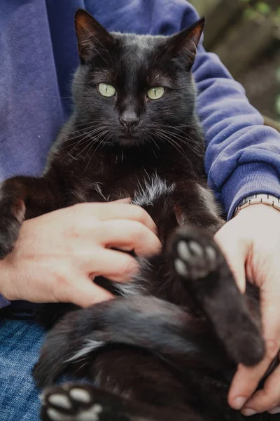 Beautiful black cat on hands close up — Stock Photo, Image