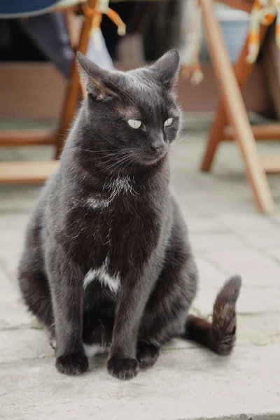 Plump black cat sitting on concrete slab closeup — Stock Photo, Image