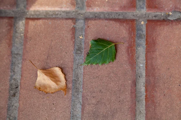 Les feuilles de bouleau vert et jaune reposent sur des briques — Photo