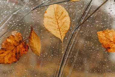 Şeffaf şemsiye üzerinde güzel ağaç yaprakları ve yağmur damlaları