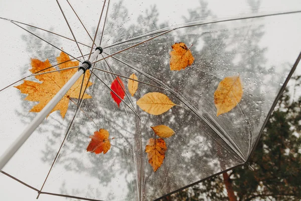 Piękne liście drzew i krople deszczu na przezroczystym parasolem — Zdjęcie stockowe