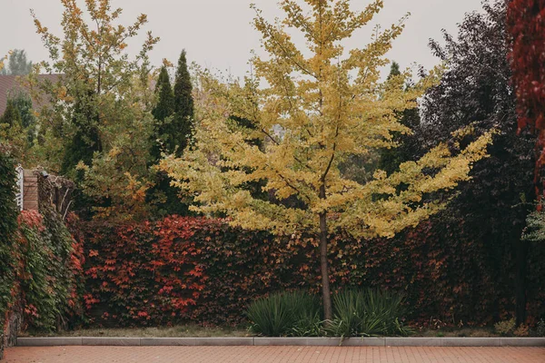 Hermoso árbol amarillo se encuentra en el patio —  Fotos de Stock