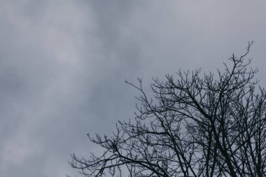 Yapraksız ağaç dalları Bulutlu gökyüzüne karşı
