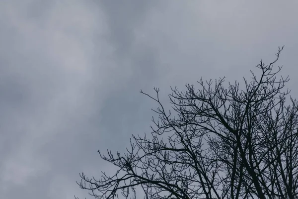 Boom takken zonder bladeren tegen bewolkte lucht — Stockfoto