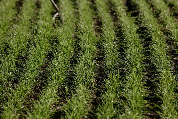 Shoots of green winter wheat in rows