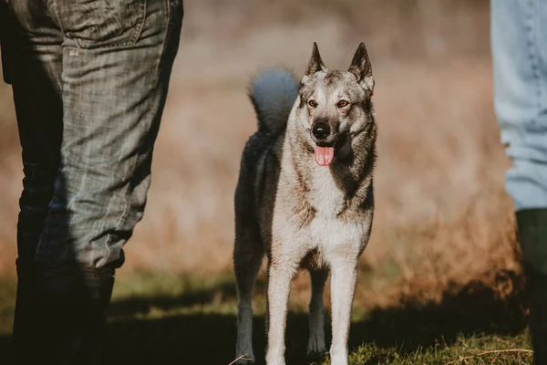 Caccia cane husky da vicino — Foto Stock
