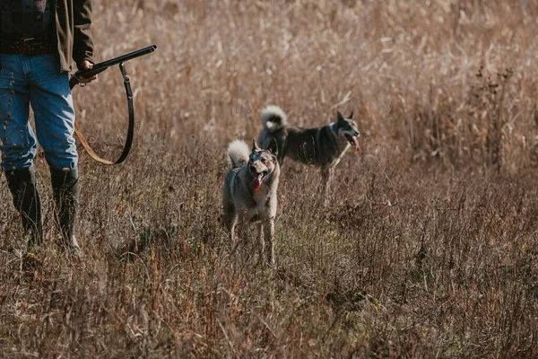 Zwei Jagdhunde auf der Wiese. Mann mit Waffe in der Nähe — Stockfoto