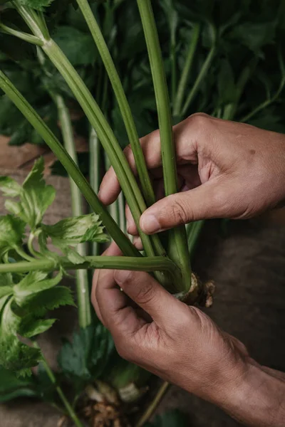 Hands hold  bunch of green celery