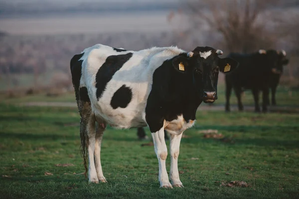 Gevlekte koe grijpt in weide op zomerdag — Stockfoto