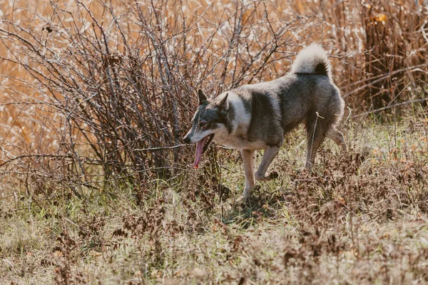 Cão esquimó caça na grama seca — Fotografia de Stock