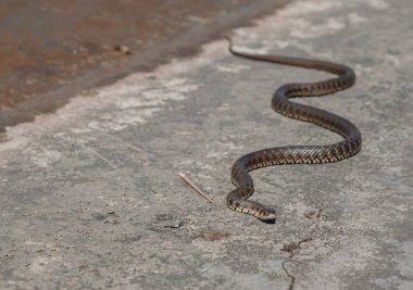 Sıradan bir yılan, gri bir yüzeyde yavaşça süzülür.