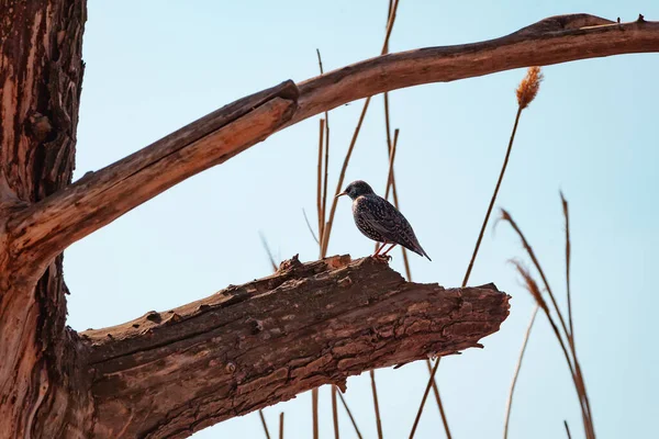 Starling Egy Ágon Egy Gyönyörű Seregélymadár Egy Szárított Sűrű Ágán — Stock Fotó