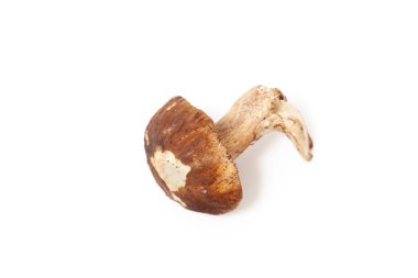 Yenilebilir porcini mantarı beyaz arka planda yatar. Sincap dişleri görülebiliyor.