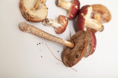 Beyaz arka planda ince bacaklı yenilebilir mantar. Yakınlarda kırmızı şapkalı bir grup russula var.