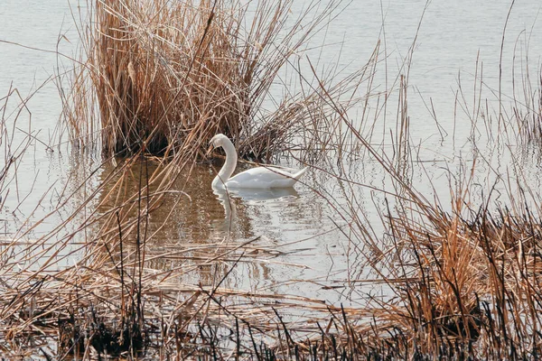 春天阳光明媚 白天鹅在干枯的芦苇间的湖面上游动 — 图库照片