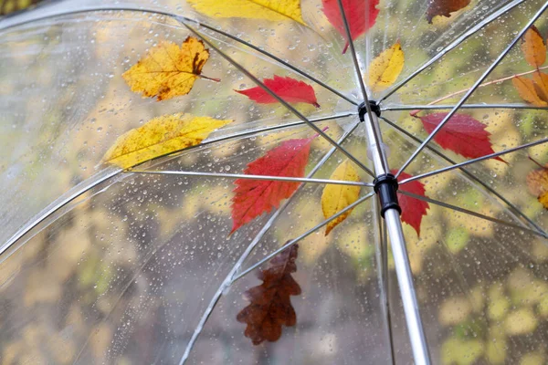 用透明的塑料制成的敞篷伞 上面挂着不同树的落叶 自下而上的竞争 — 图库照片