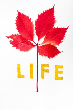 Hayat. Beyaz arka planda sarı bir akçaağaç yaprağından kesilmiş harfler. Üstünde kırmızı bir izin dalı var.