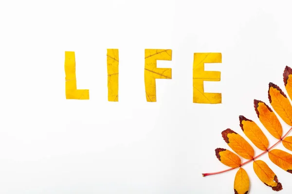 life. Letter carved on a beautiful yellow maple leaf on a white background close-u