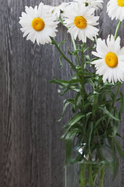 Pencere kenarında hala hayat var. Gri bir duvar kağıdının arka planında, şeffaf bir vazoda duran güzel büyük papatyalar soyut bir lakırdı içeriyor.