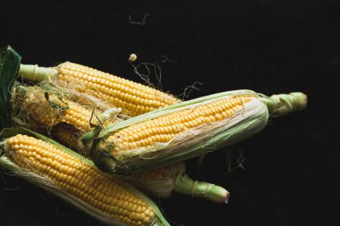 İştah açıcı yeşil yapraklı olgun sarı mısır koçanları siyah bir arka planda uzanır.