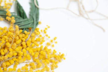 Bahar hala hayattır. Sarı bir mimozanın bir dalı beyaz arka planda yatar. Yakınlarda bir ip var.