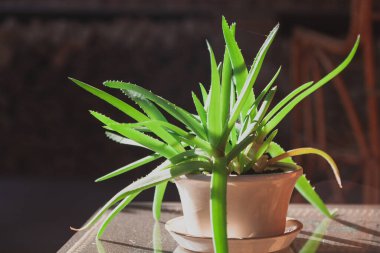 Seramik kaptaki yeşil aloe çalısı siyah arka plandaki cam bir masanın üzerinde duruyor.