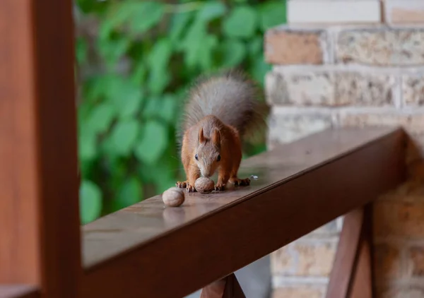 Eichhörnchen Auf Der Veranda Rotes Eichhörnchen Mit Einem Flauschigen Schwanz — Stockfoto