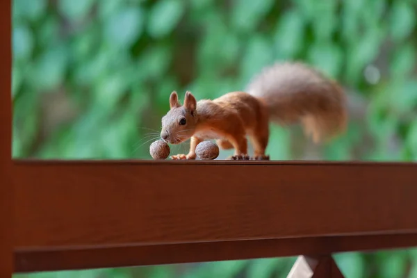 Eichhörnchen Auf Der Veranda Rotes Eichhörnchen Mit Einem Flauschigen Schwanz — Stockfoto