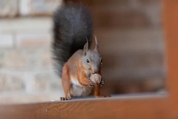 Eichhörnchen Nagt Einer Nuss Rotes Eichhörnchen Mit Schwarzem Schwanz Sitzt — Stockfoto