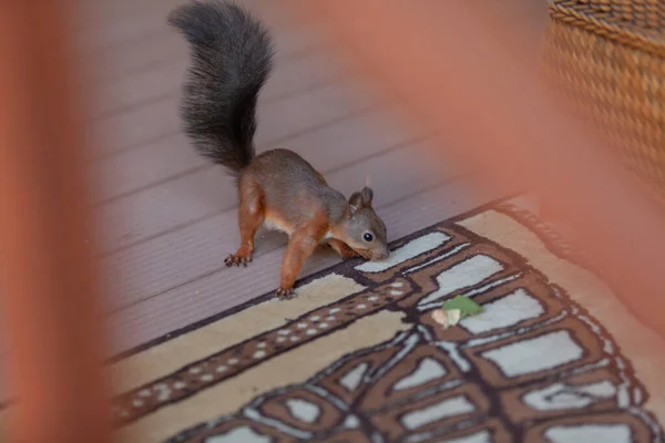 Eichhörnchen Und Teppich Rotes Eichhörnchen Mit Schwarzem Schwanz Sitzt Auf — Stockfoto