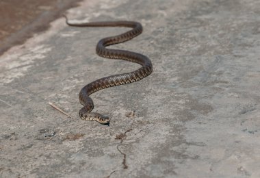 Sıradan bir yılan, gri bir yüzeyde yavaşça süzülür.
