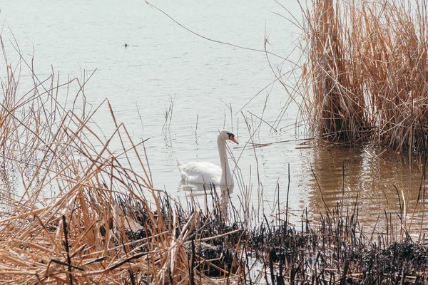 Cygne Blanc Nage Surface Eau Lac Entre Les Roseaux Secs — Photo