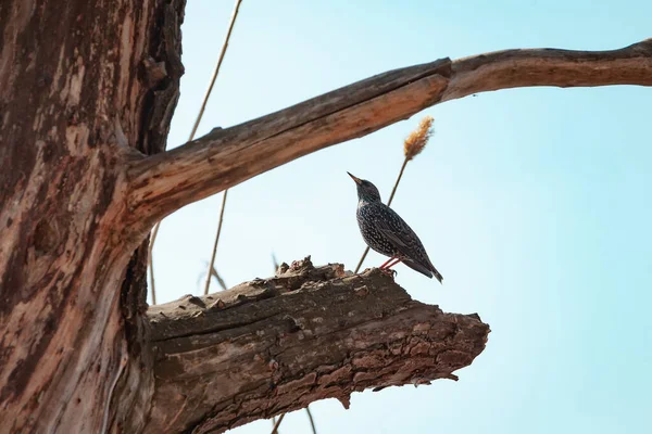 Starling Egy Ágon Egy Gyönyörű Seregélymadár Egy Szárított Sűrű Ágán — Stock Fotó