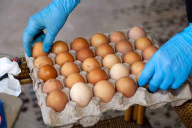Mavi lastik eldivenli eller, tavuk yumurtalarını karton bir kabın içine koyar. Kapat.