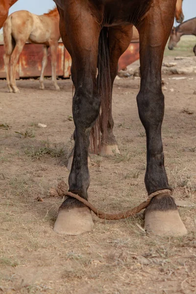Perturbou Cavalos Uma Corda Foi Colocada Nas Patas Dianteiras Cavalo — Fotografia de Stock