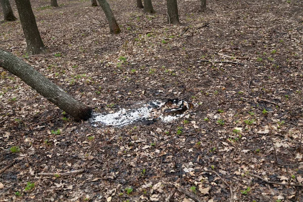 Der Stamm Eines Bis Zur Wurzel Verbrannten Baumes Liegt Schräg — Stockfoto