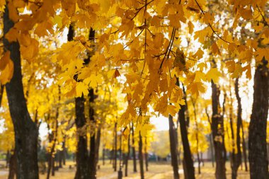 Altın sonbahar. Parlak sarı akçaağaç yaprakları sonbahar mevsiminde ağaç dallarında yetişir.