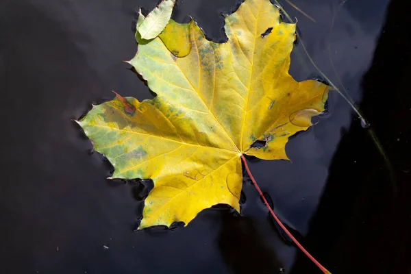 Herbst Auf Dem Wasser Schönes Gefallenes Ahornblatt Schwimmt Auf Der — Stockfoto