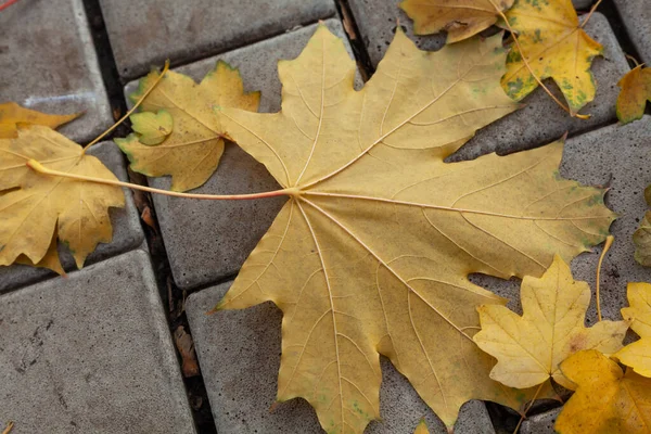 秋天的公园里 美丽的大黄枫叶躺在铺着的石板上 小叶Aroun — 图库照片