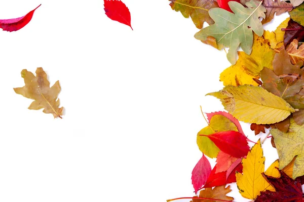 秋天的平静生活 美丽的 五彩斑斓的 五彩斑斓的树叶落在一片白色的背衬上 形成了一个均匀的层次 — 图库照片