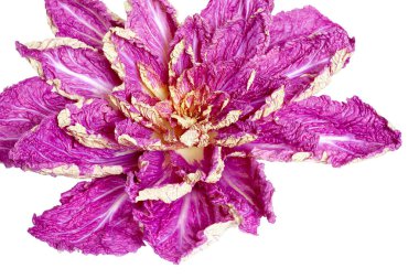 Mor Çin lahanası, yaprakları beyaz bir sırtüstü uzanmış çiçek şeklinde.