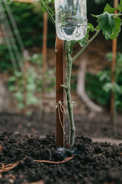 Reuse of plastic bottles for drip irrigation of plants in the garde