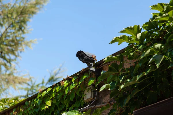 Video surveillance camera is installed on a brick fence against a blue sky. Large green leaves of plants grow on the fence. Bottom vie