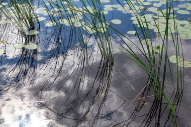 Beyaz bulutlar ve göl sazlıklarının ince sapları gölün suyuna yansımaktadır. Nilüfer yaprakları suda yüzer.