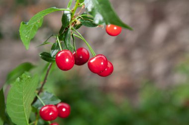 Olgun kırmızı kiraz meyveleri yeşil yapraklı bir dalda uzun kesiklere asılır.