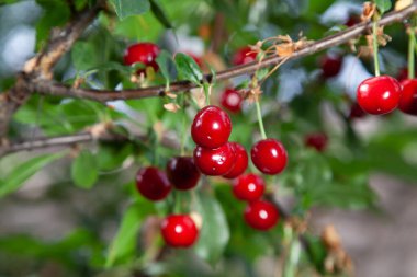 Olgun kırmızı kiraz meyveleri yeşil yapraklı bir dalda uzun kesiklere asılır.