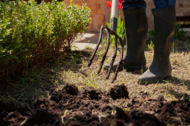 Özel yabalarla toprağı kazarız. Lastik çizmedeki bir bacak, dört çatallı bir yaba ile kara toprağı kazar. Kapat.