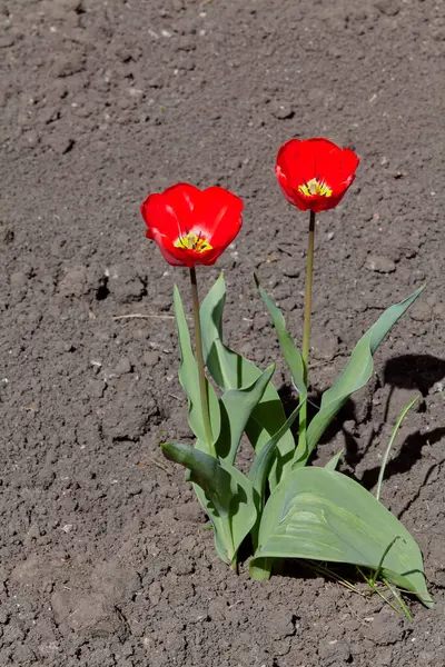 Two open red tulips with green leaves grow on a plot of black soi