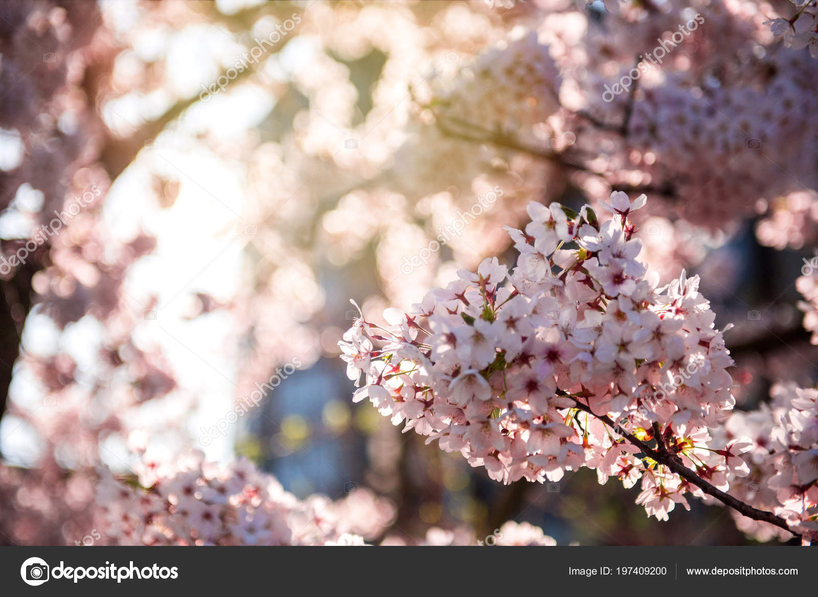 Springtime Pastel Pink Cherry Blossom Beauty Stock Photo